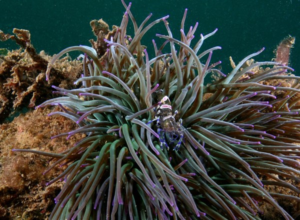 2014-2015, RSK Environmental Ltd, Race Bank, Botanical Saltmarsh Survey